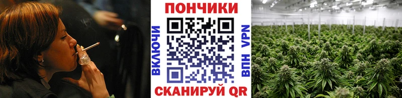 Бошки Шишки гибрид  Гвардейск 